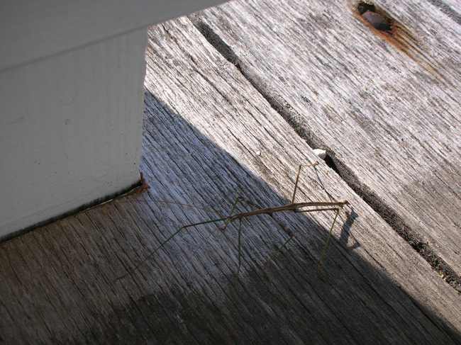 Walking Stick 2