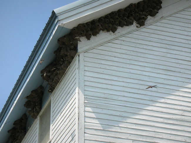 Swallows Nesting