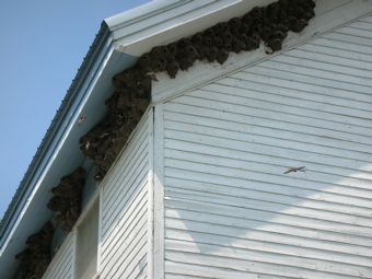 Swallows Nesting