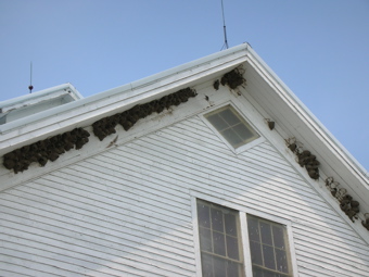 Swallows Nesting