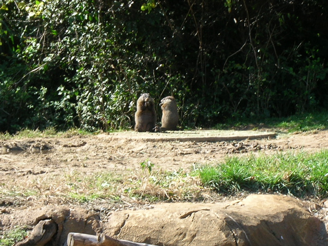 Local Woodchucks