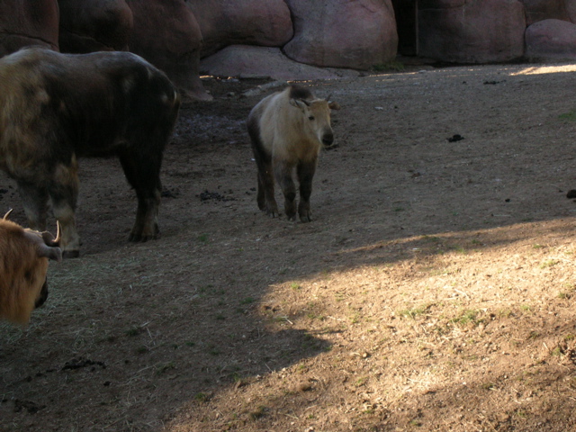 Baby Yak