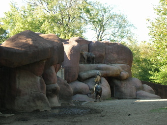 Yaks climbing