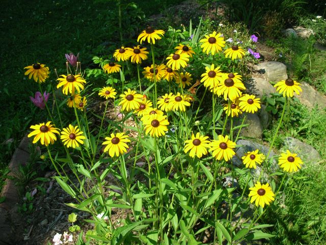 Black Eyed Susans.JPG