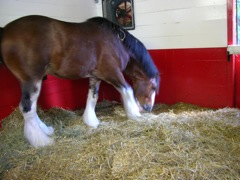 Budweiser Horse