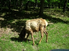 Elk Park 2