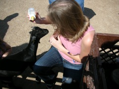 Amanda Feeds Little Goats