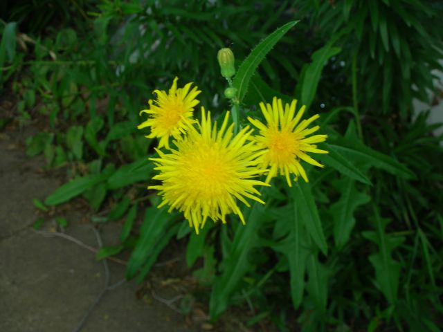 Dandelion Closeup