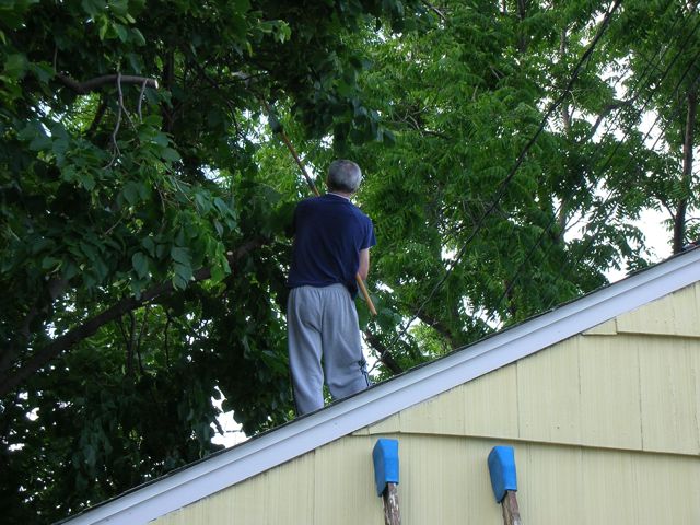 Pruning Trees