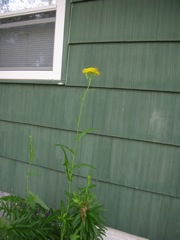 Mutant Dandelion