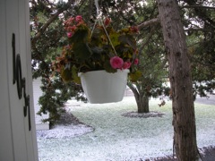 Flowers in the Snow