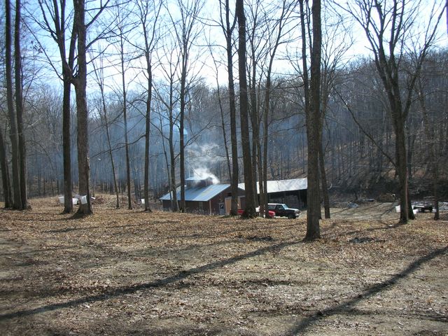 Hoses run from barrels down to syrup house