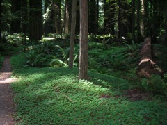 Forest Floor