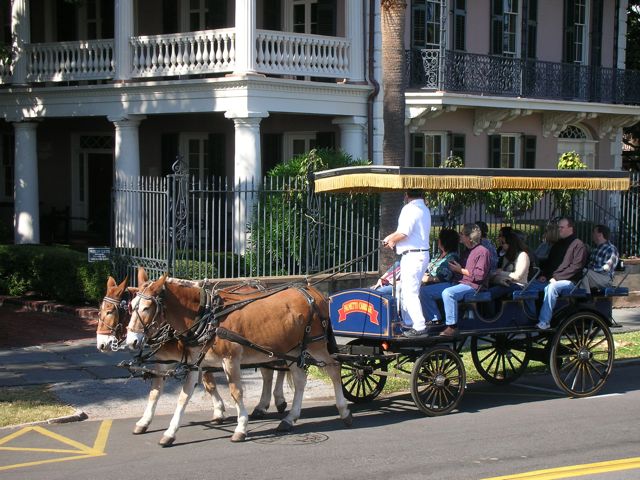 Scenic Mules