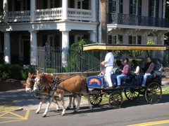 Scenic Mules