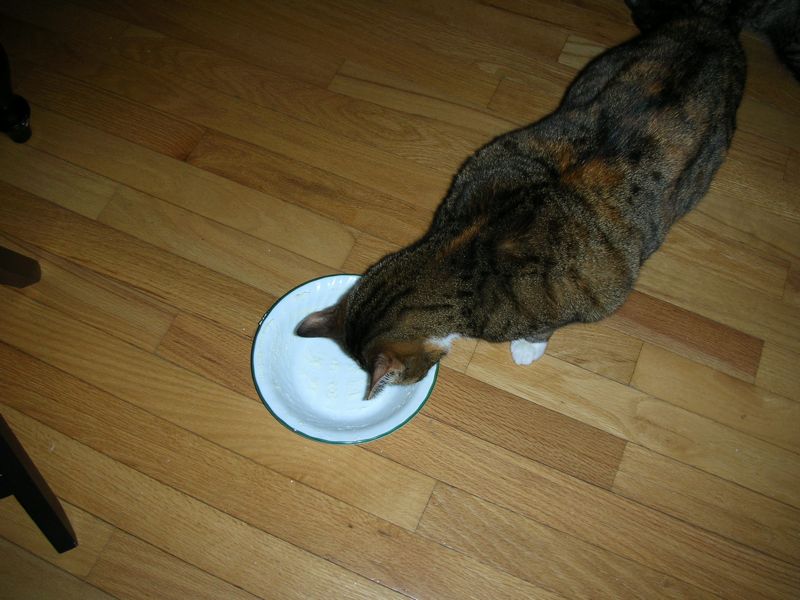 Cats eat too