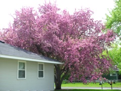 Our Neighor's Flowering Crabapple 