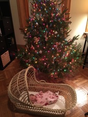 Enjoying the Tree