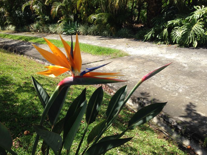 Bird-of-Paradise Flower