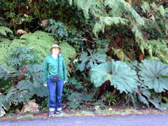 Big plants near summit 