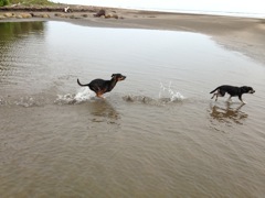 Dogs on the beach.