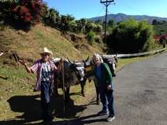 Oxcart Driver