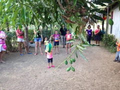 Fiesta!  (mangos in foreground)