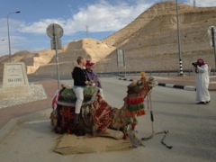 Tourist Camel